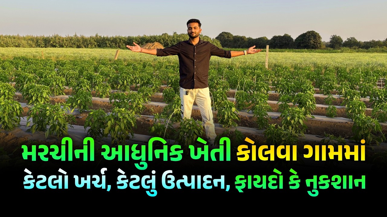 નવી ખેતી: મરચીની ખેતીમાં ગ્રો કવર અને મલ્ચિંગ | ખર્ચ અને નફાની પૂરી માહિતી | Chili Grow Cover