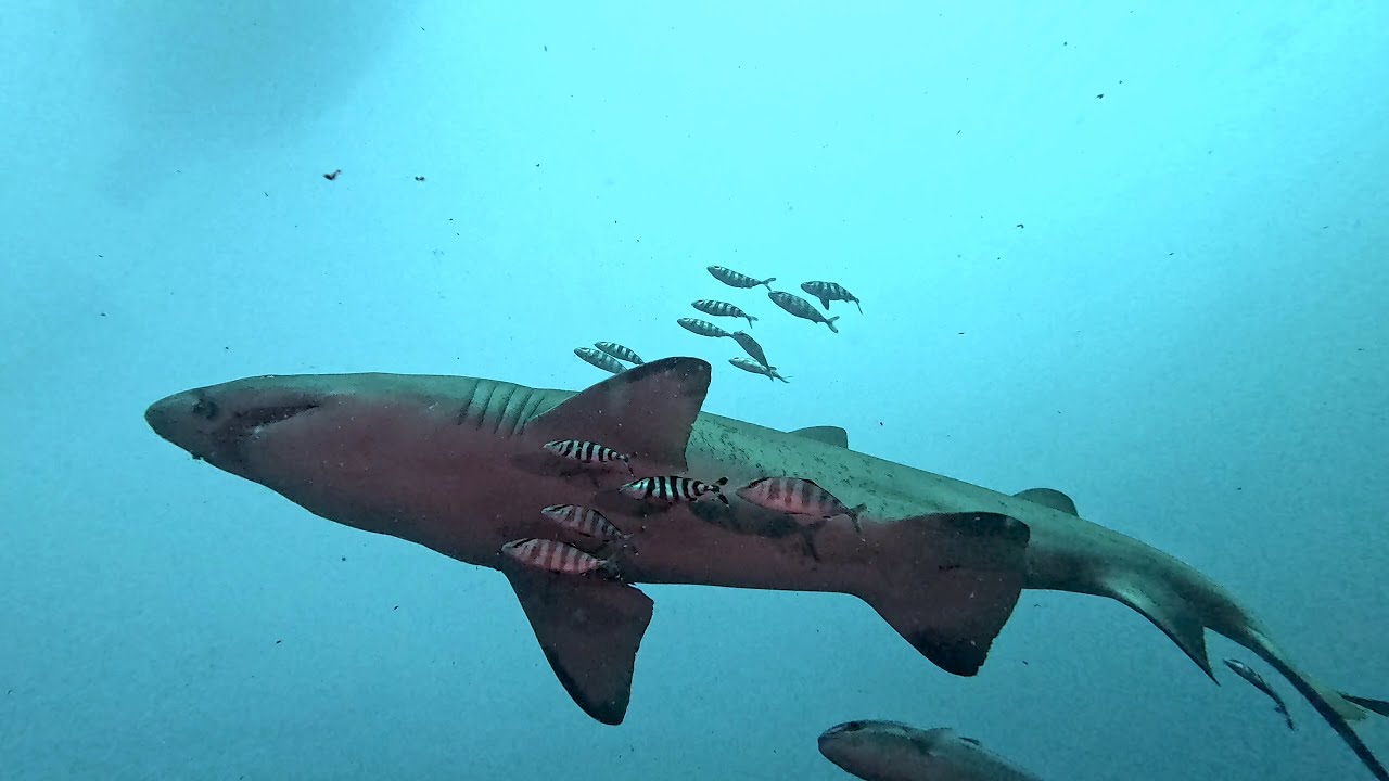 Diving the Caribsea with Sand Tiger Sharks