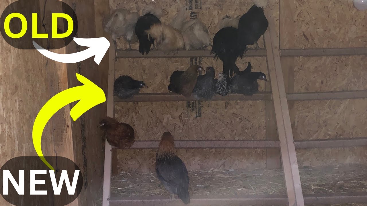 How We Introduce New Chickens to our Existing Flock New