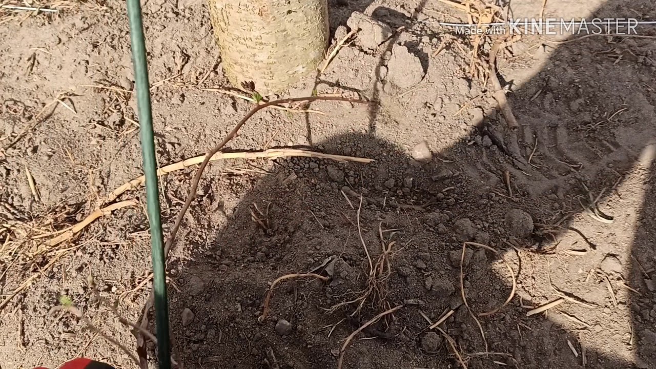 Odc. 120 Sadzenie - akebii, aktinidii, kiwi, maliny czarnej, oliwnika...