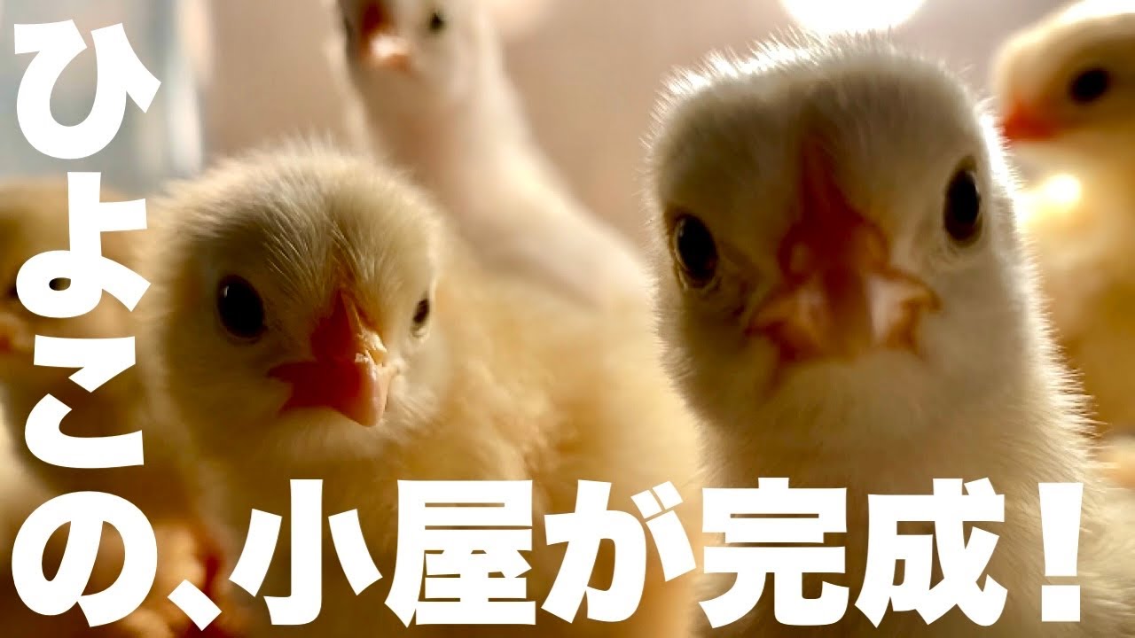 ひよこの成長が早すぎるので、大きな鶏小屋を作成！