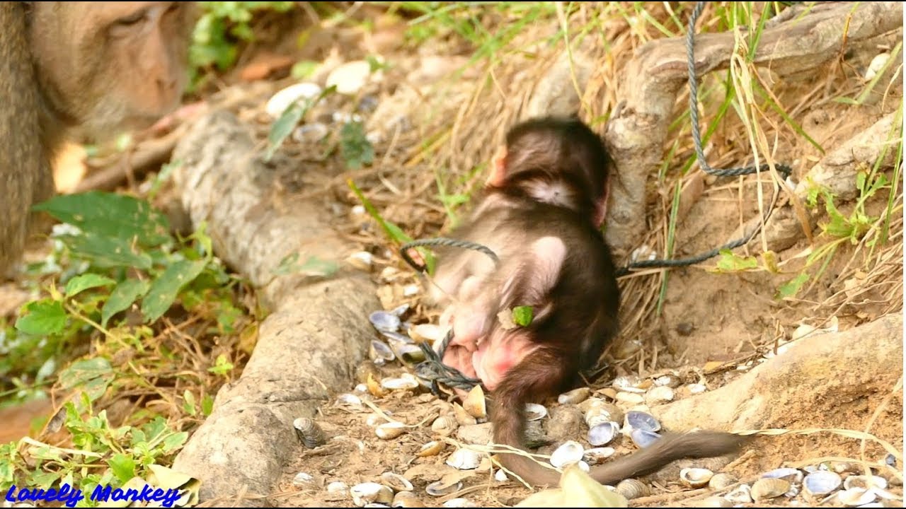 Newborn Baby Monkey Charlee Fall Back Many Time But Still Keep Struggle and Mom Support Behind