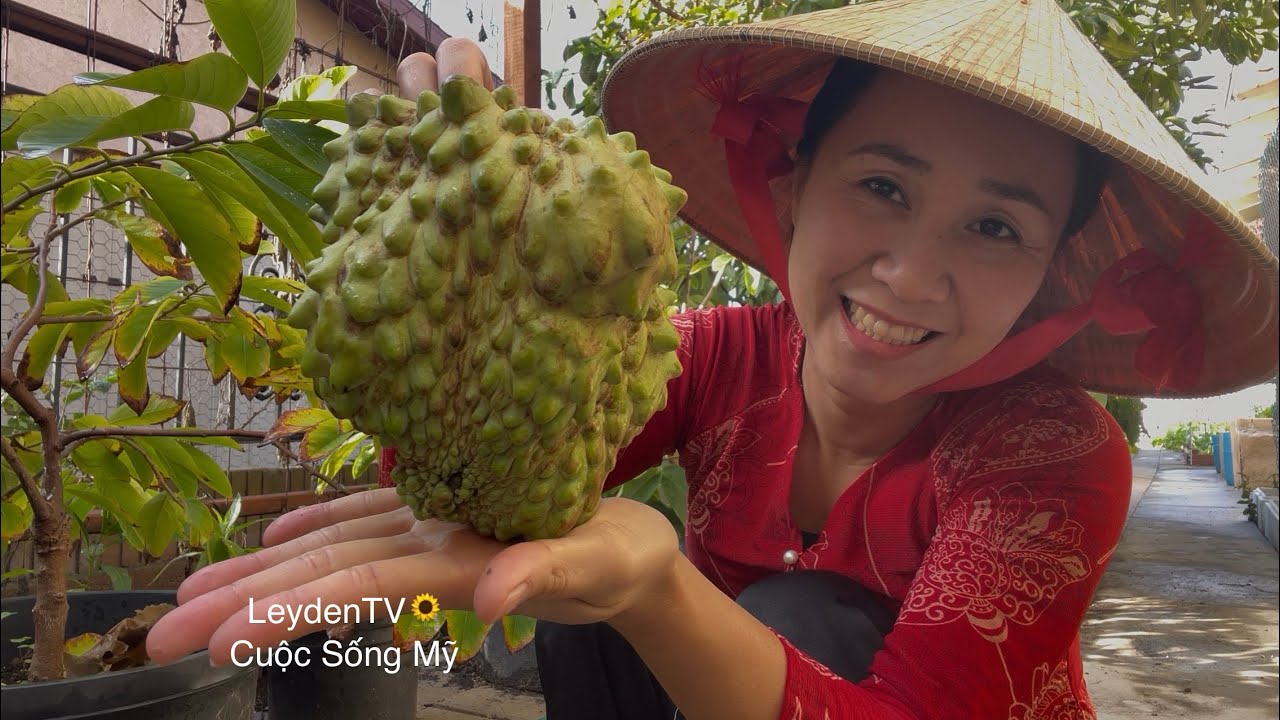 Cắt Mãng Cầu Sầu Riêng, Nhổ Cải Tàu Sậy, Bắp Cải, Bông Cải Mê Luôn