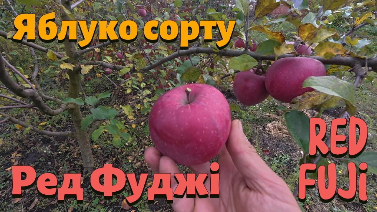 Огляд яблука сорту РЕД ФУДЖІ. Red Fuji