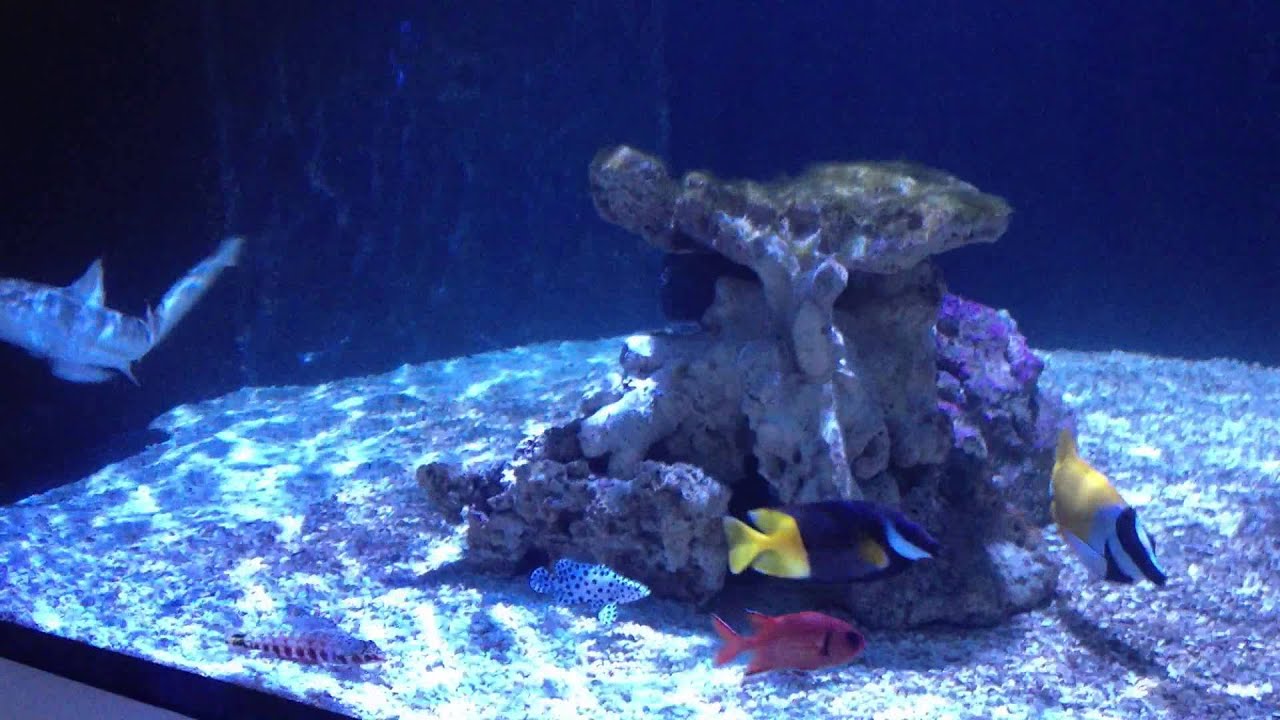 Blacktip reef shark tank levert av saltvann.no