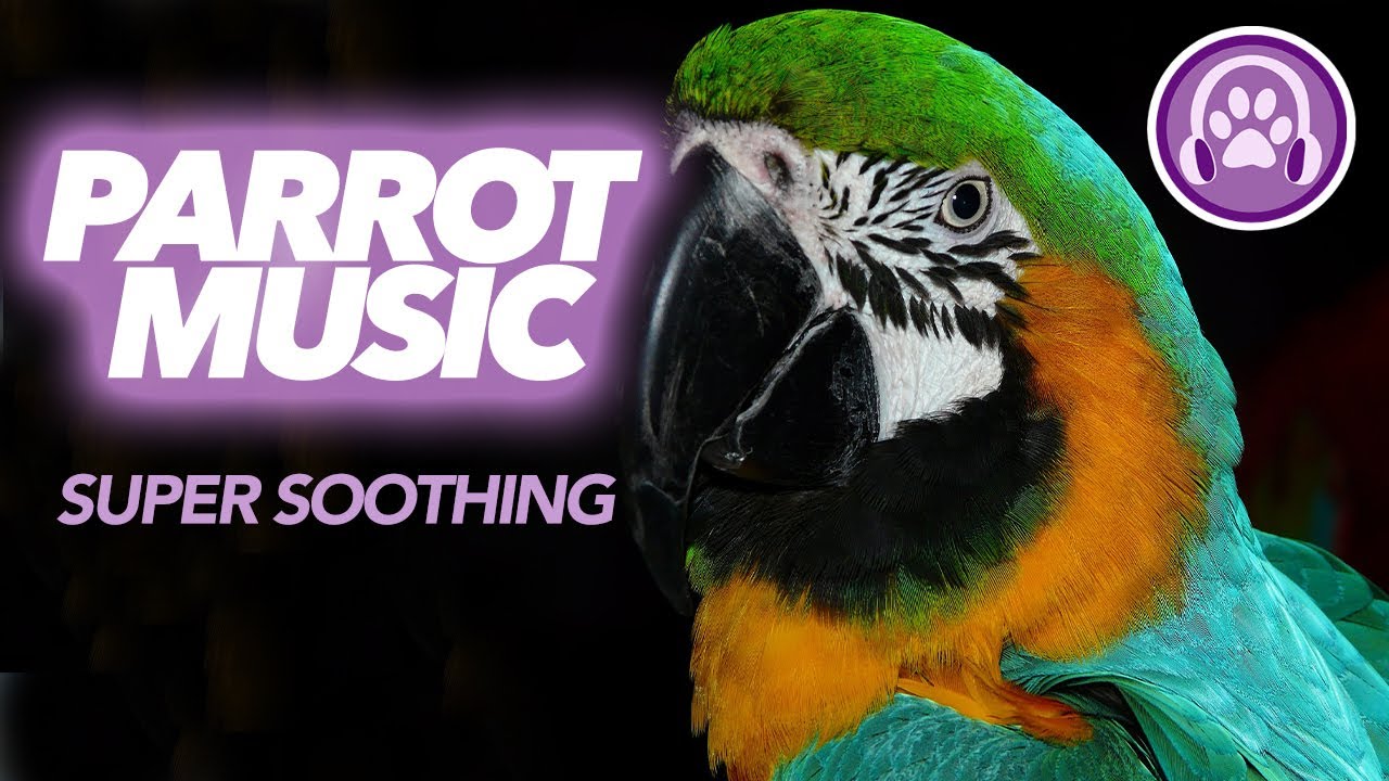 Unbelievable Results: Expert Made Music to Relax Your Parrot 🦜