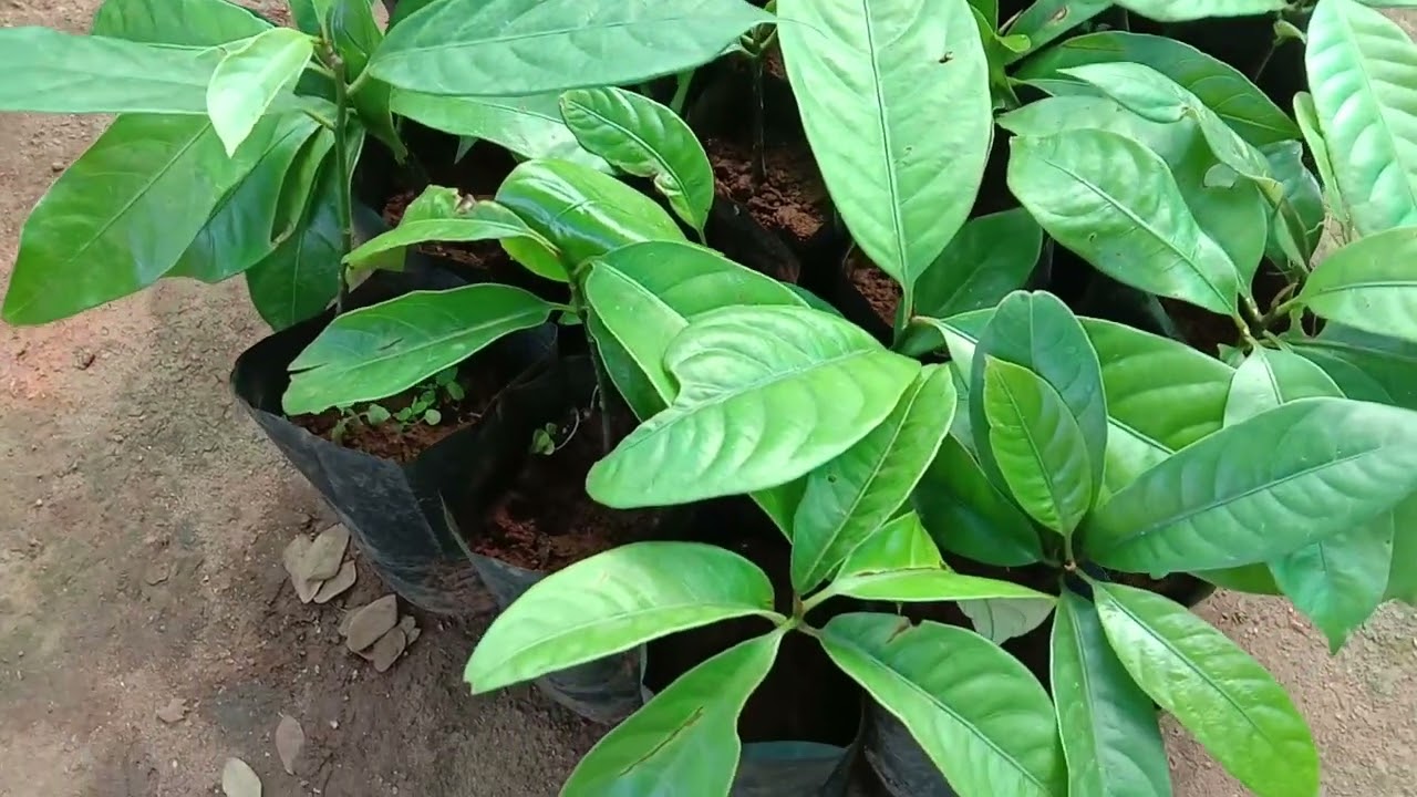 Myristica fragrans, Nutmeg tree saplings, propagated through seed