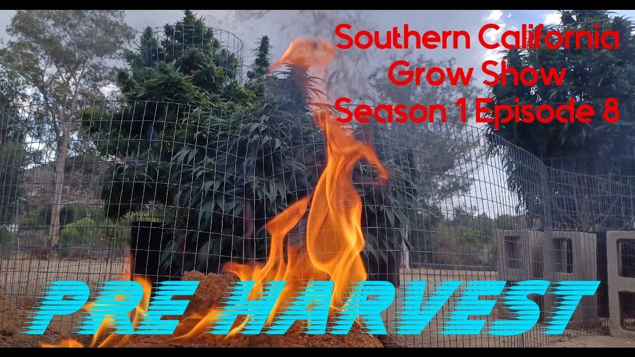 Trichome Farmer Grow Show Se. 1 Ep. 8