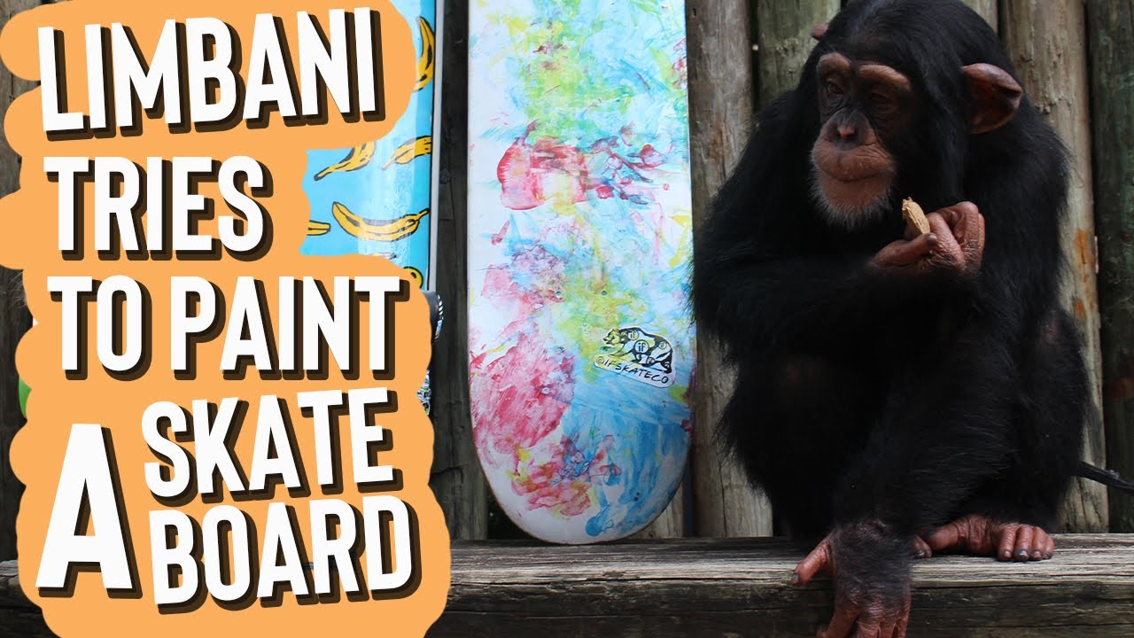 Limbani The Painting Chimp