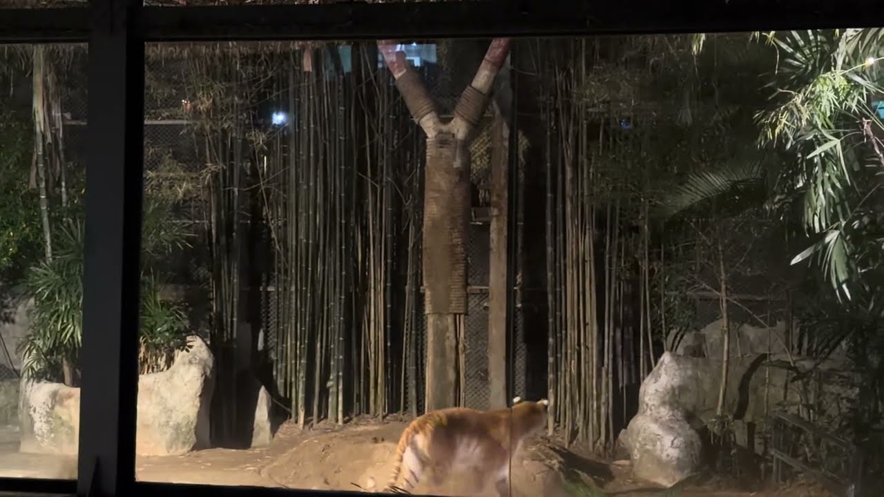 การแสดงสัตว์ต่างๆที่เชียงใหม่ไน้ซาฟารี Show of many animals of Chiangmai night safari 