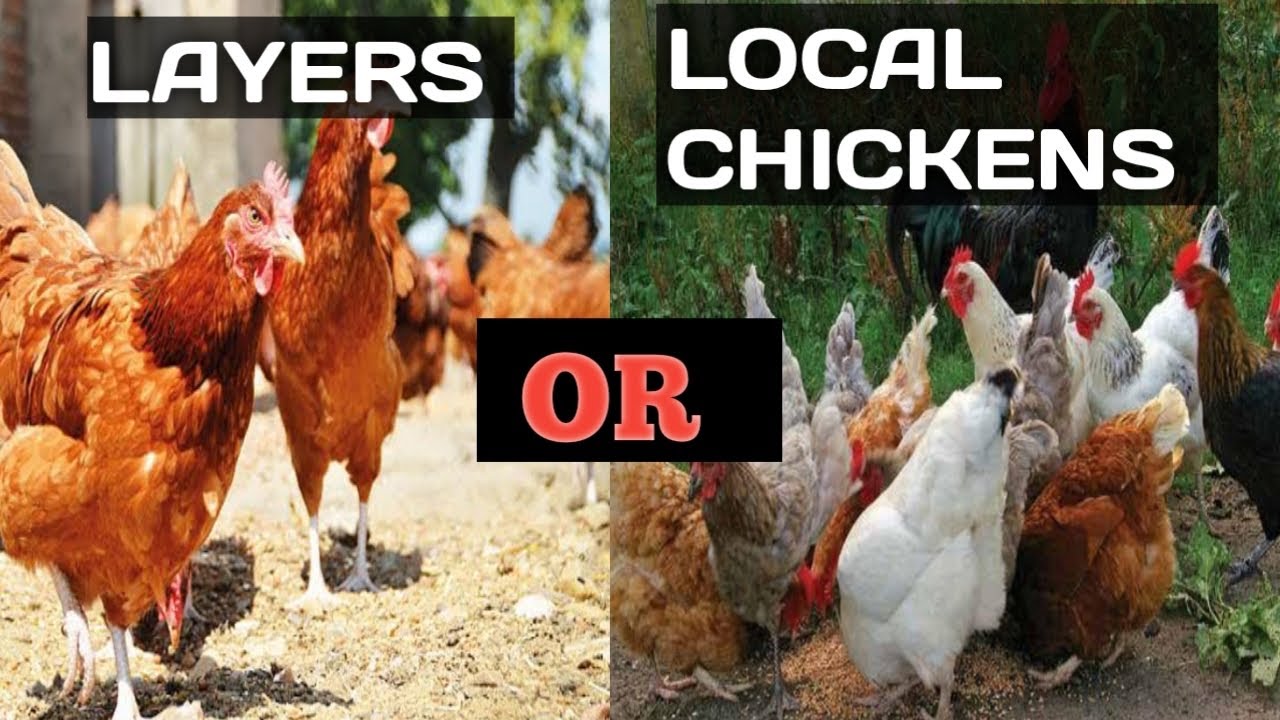 LOCAL CHICKENS OR LAYERS ; WHICH IS MORE PROFITABLE & GOOD TO START WITH - Building farm  House .