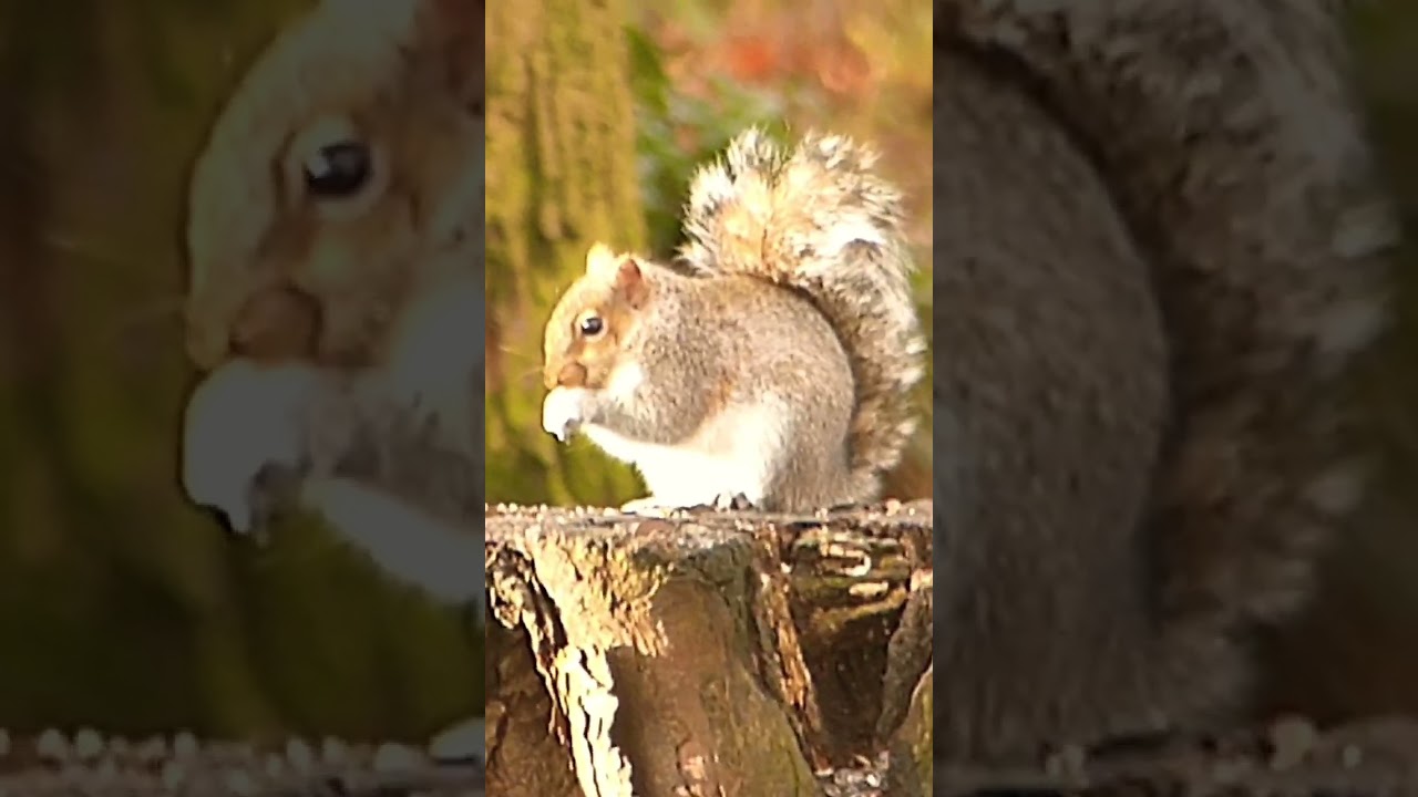 Squirrel snacking