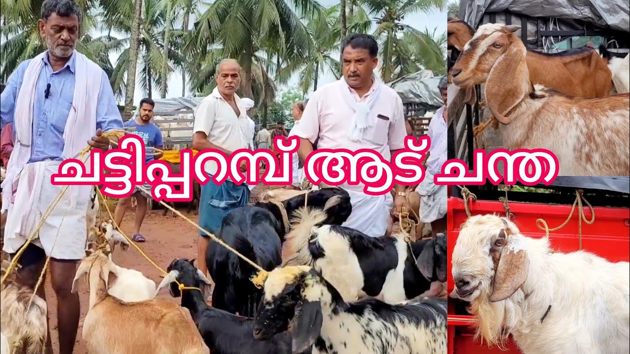 എല്ലാത്തരം ആടുകളും ചട്ടിപ്പറമ്പ് ചന്തയിൽ 