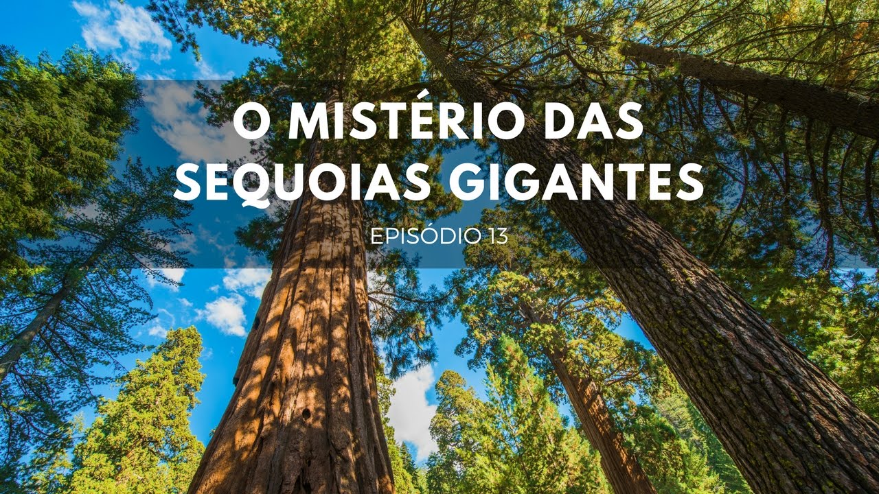 O Mistério das Sequoias Gigantes Parte 1 | Origens #13