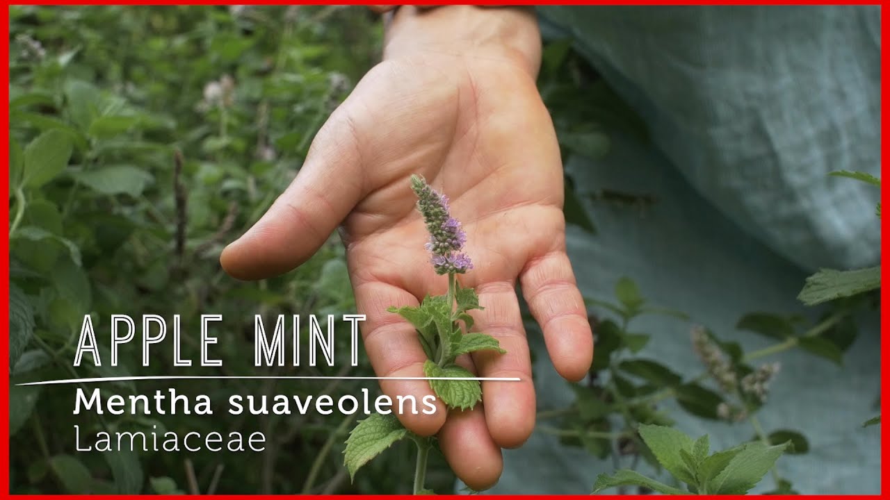 Apple MINT: Refreshing BELLY Support