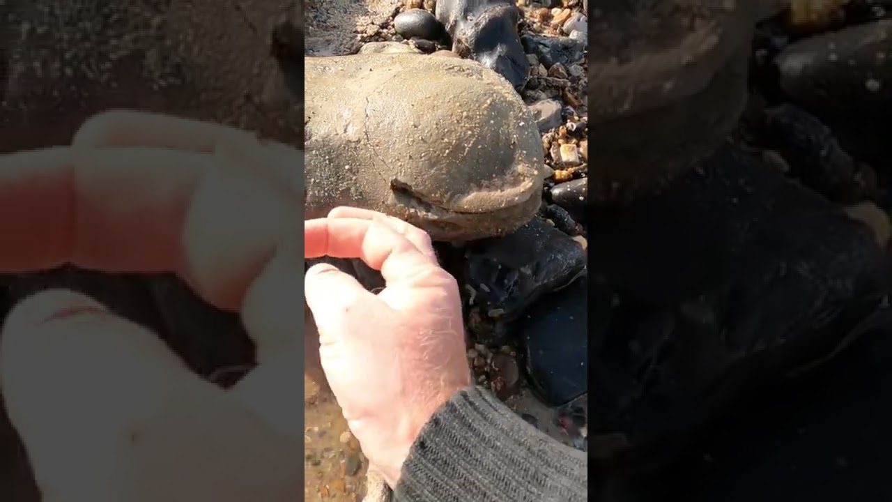 You Won't Believe What's Inside This Rock #shorts