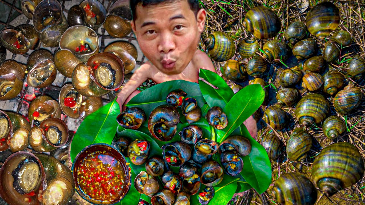 Wildlife Eating - Survival Catch Snails In Rice Field Take Cooking & Eating In Forest