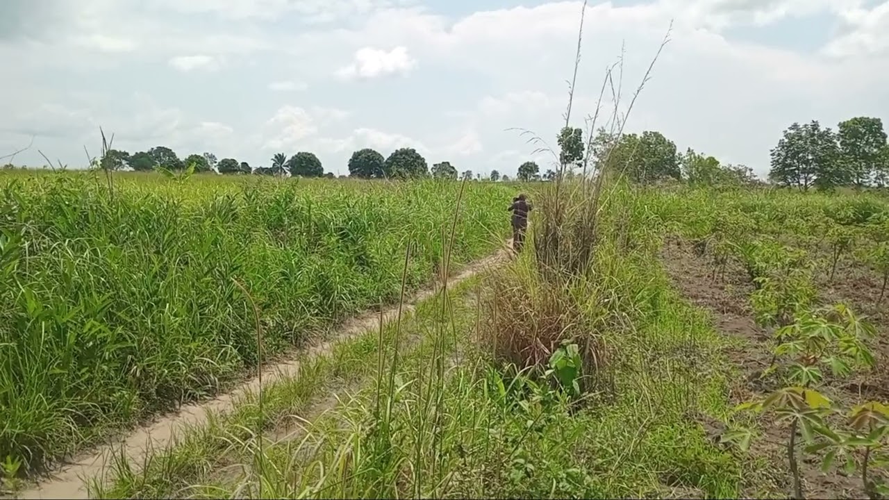 Bloc de 10 Hectares à Ndaku-Pembe C/de  Maluku. Par Ha, 3000 $ discutable.  +243904090121