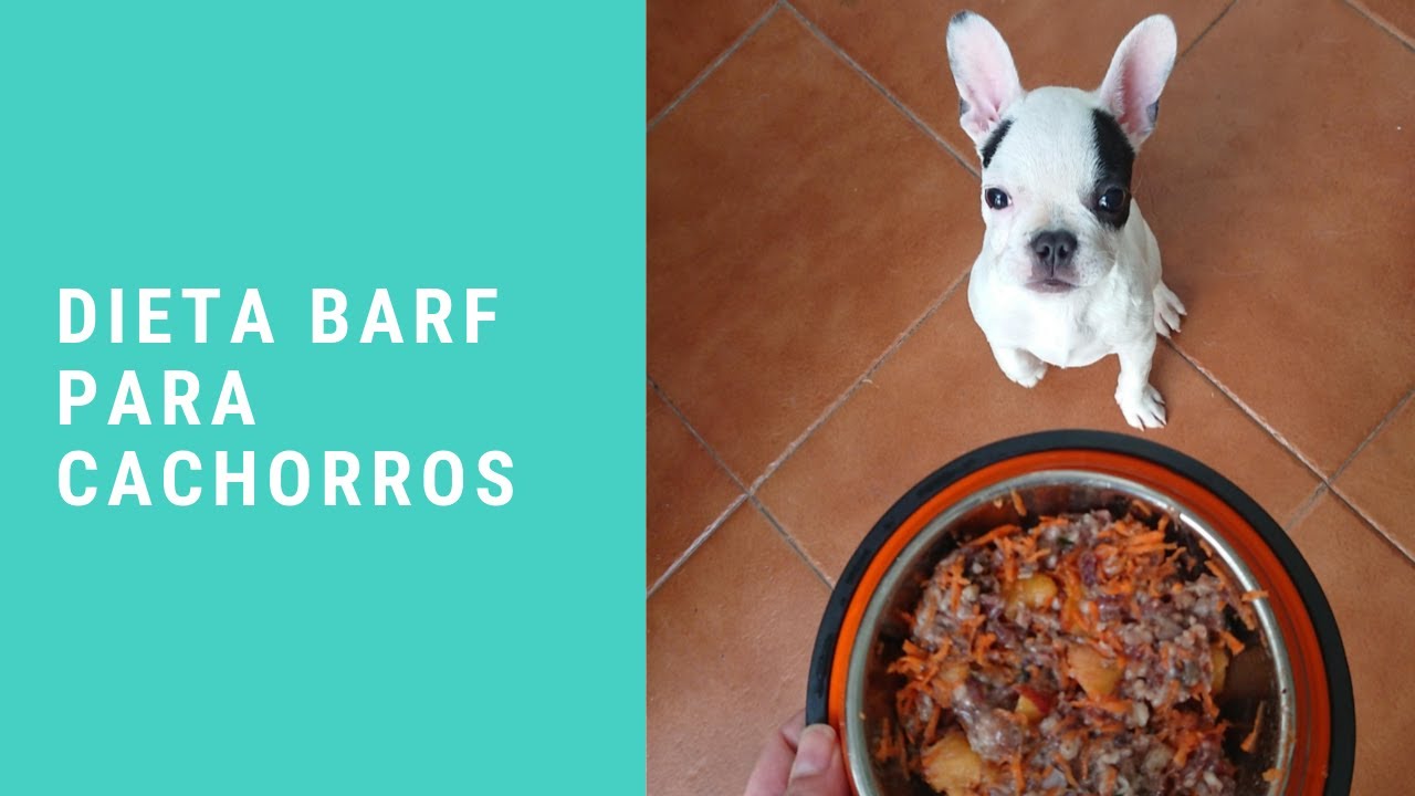 Dieta BARF para cachorros: todo lo que necesitas saber