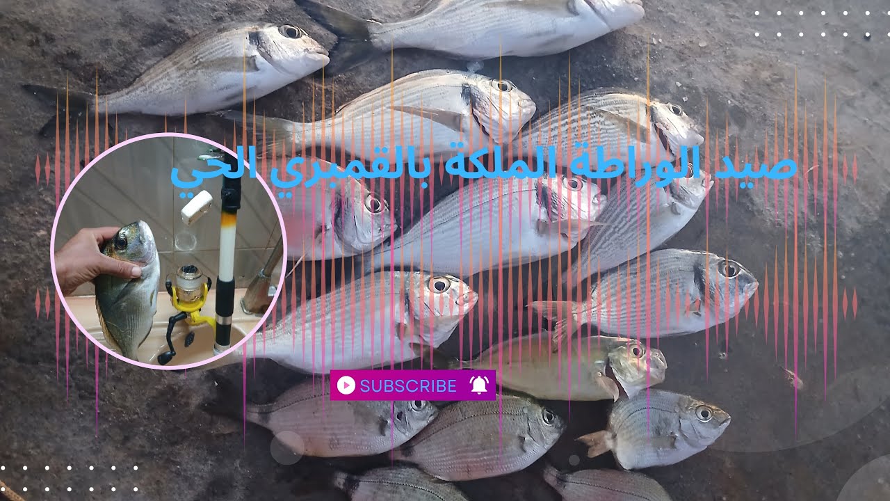 كان هذا صيد الوراطة الملكة 🦐🐟👑 بالقمبري الحي 🇹🇳