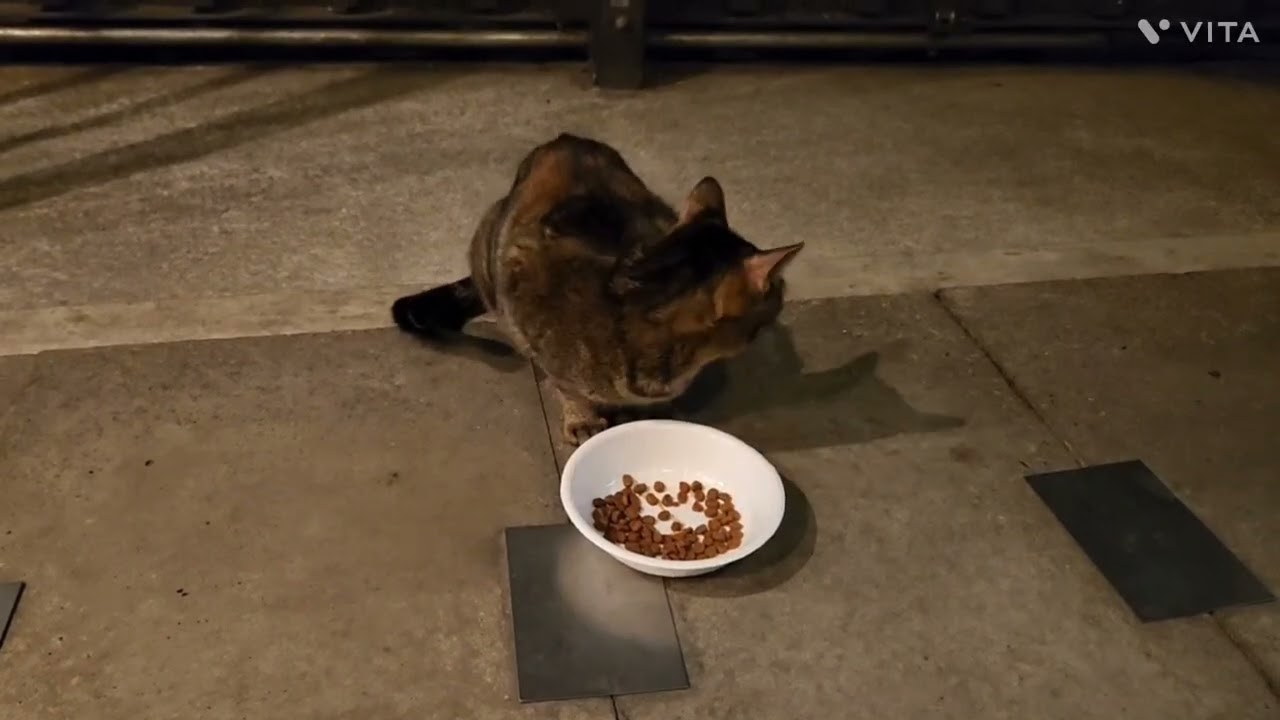 Stray Cats In Company Buildings ＃200 02.07.2026