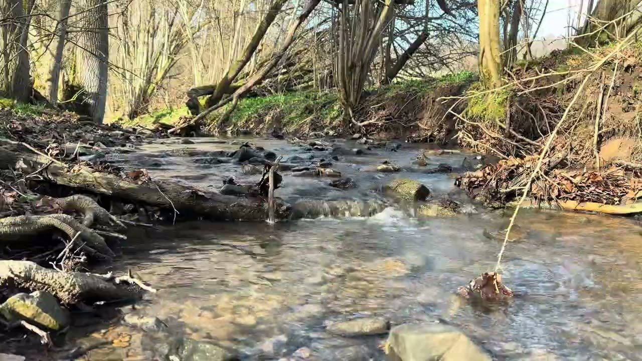 Relaxing Forest River Sounds 🌿 Stress Relief, Deep Sleep, Calm Mind | Nature Sounds & Birds