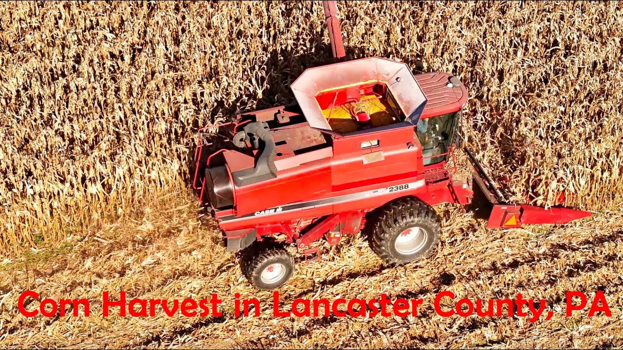 CASE IH 2388 Harvesting Corn In Lancaster County's AMISH LAND