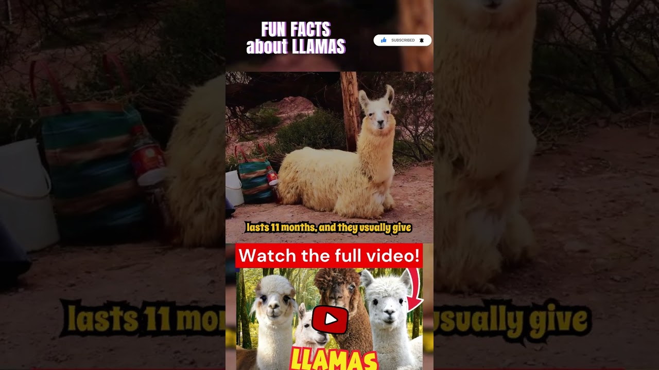 Fun facts about llamas Part 8 #lama #lamas #tier #tiere #exotischeTiere