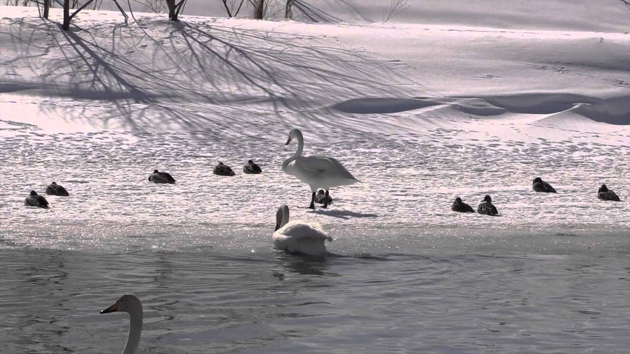 ❀氷点の街の白い冬❀ 🎶　Winter when town of freezing point is white