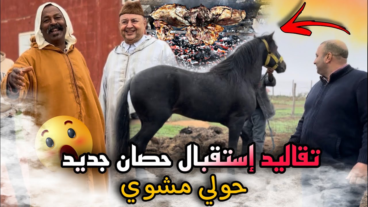 بادريس باع عود دهم مليح لكسابا كبار من بني مسكين شوفوا التقاليد المغربية كيفاش يستقبلوا حصان جديد🚨