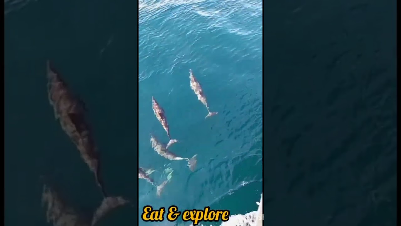Dolphin Fish