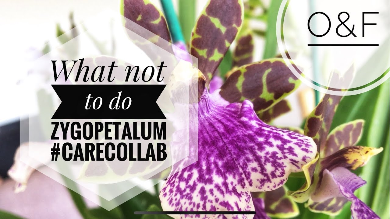 Zygopetalum Story #CareCollab