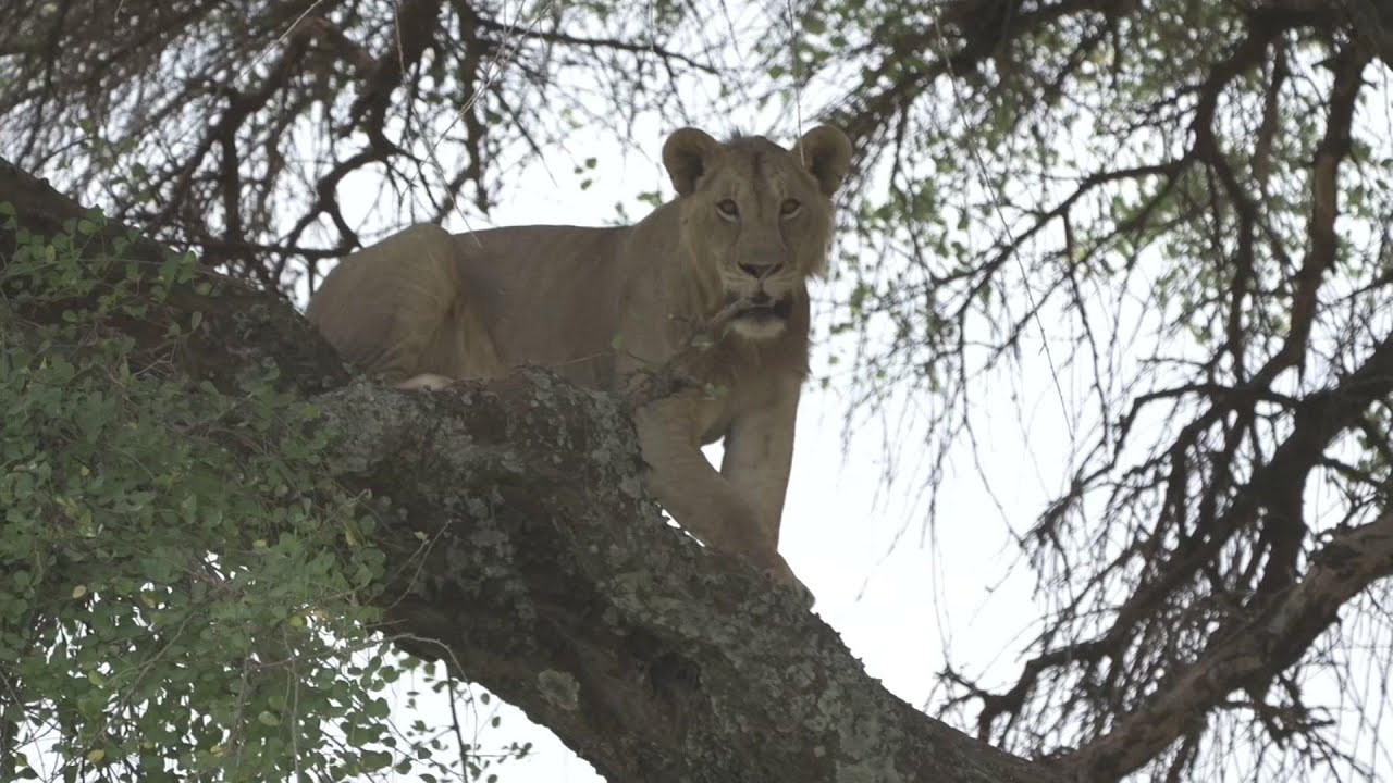 What Can Be Saved? How to live alongside lions
