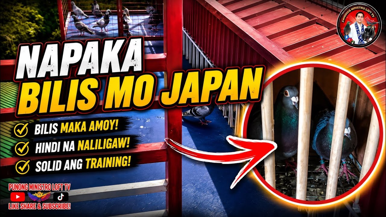 EP1237 NATAGPUAN NA ANG MAGPAPABILIS KAY JAPAN SA DERBY!