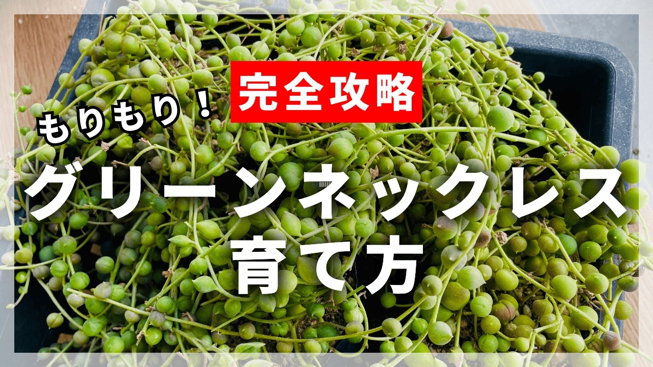 【多肉植物】もりもりグリーンネックレスの育て方【完全攻略】