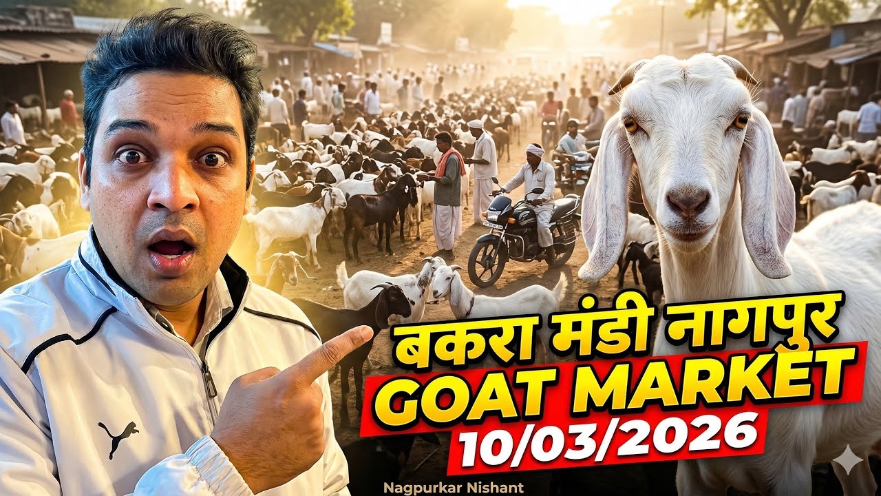 बकरा मंडी नागपुर आज की  10/03/2026 | Bakra Market Nagpur | kalamna Bakra mandi | Nagpurkar Nishant