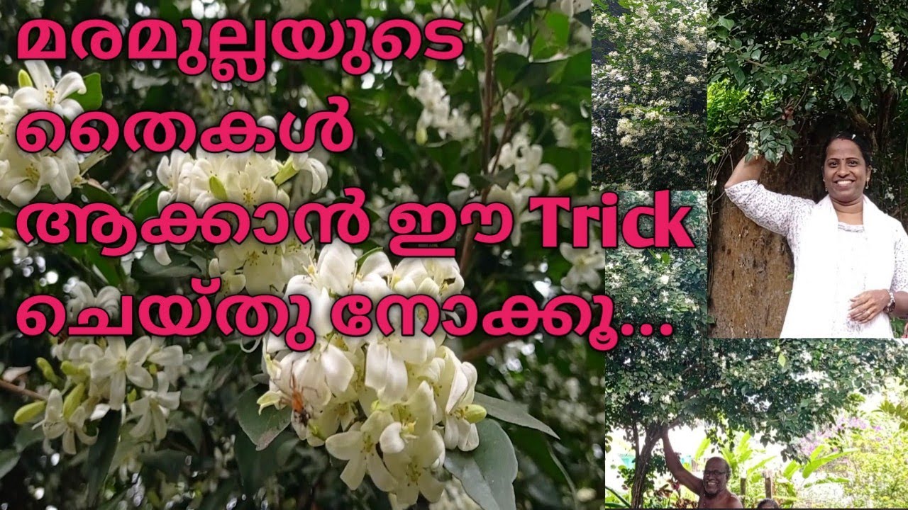മരമുല്ല/// Maramulla care in malayalam // തൈകൾ നിറയാൻ