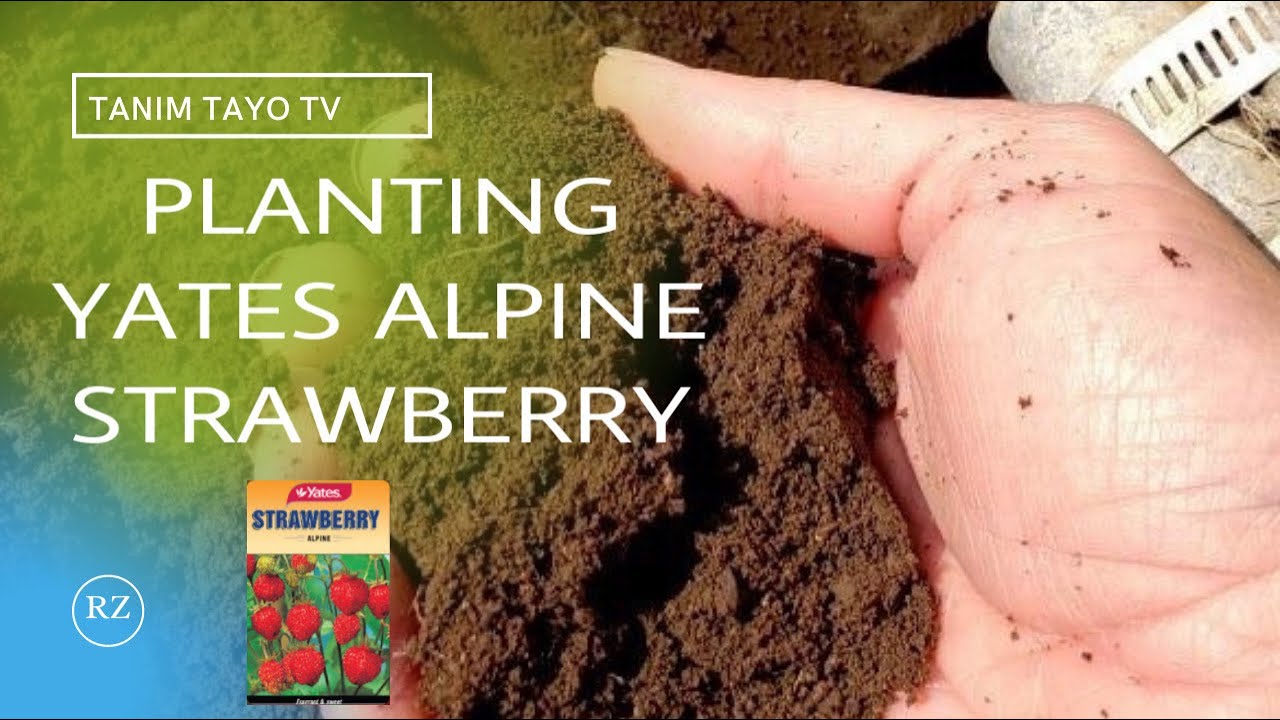 Planting Yates Strawberry Alpine Seeds
