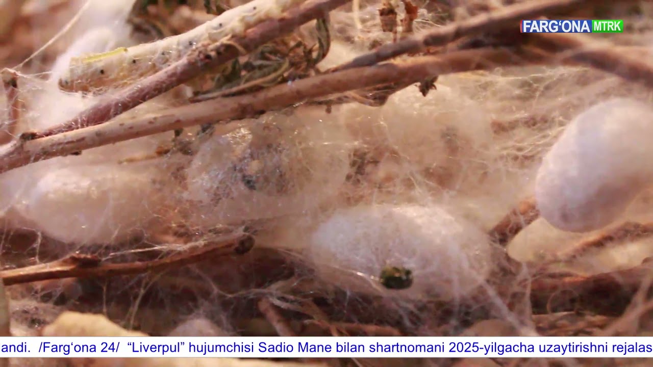 Фарғона вилоятида кузги пилла етиштириш жараёнлари