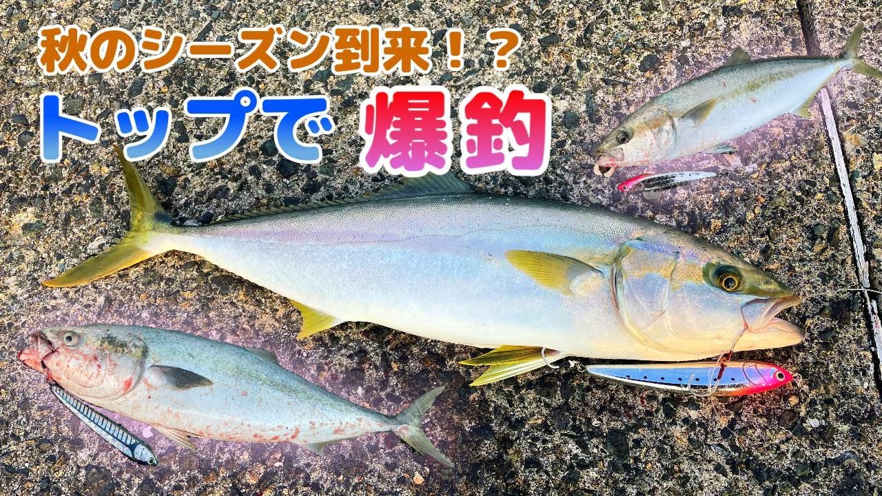 【良型ヒラマサ】最高な引きでした！！