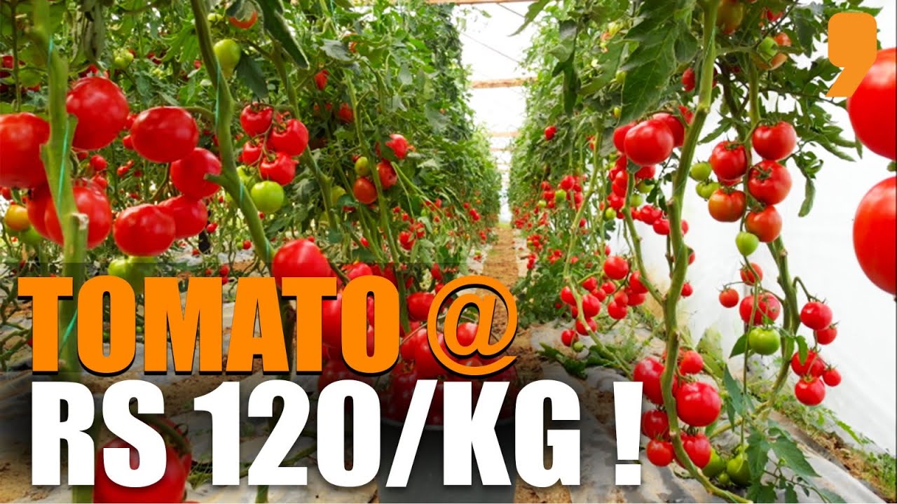 Tomato prices: Why are they turning red hot? | Business News Today | News9