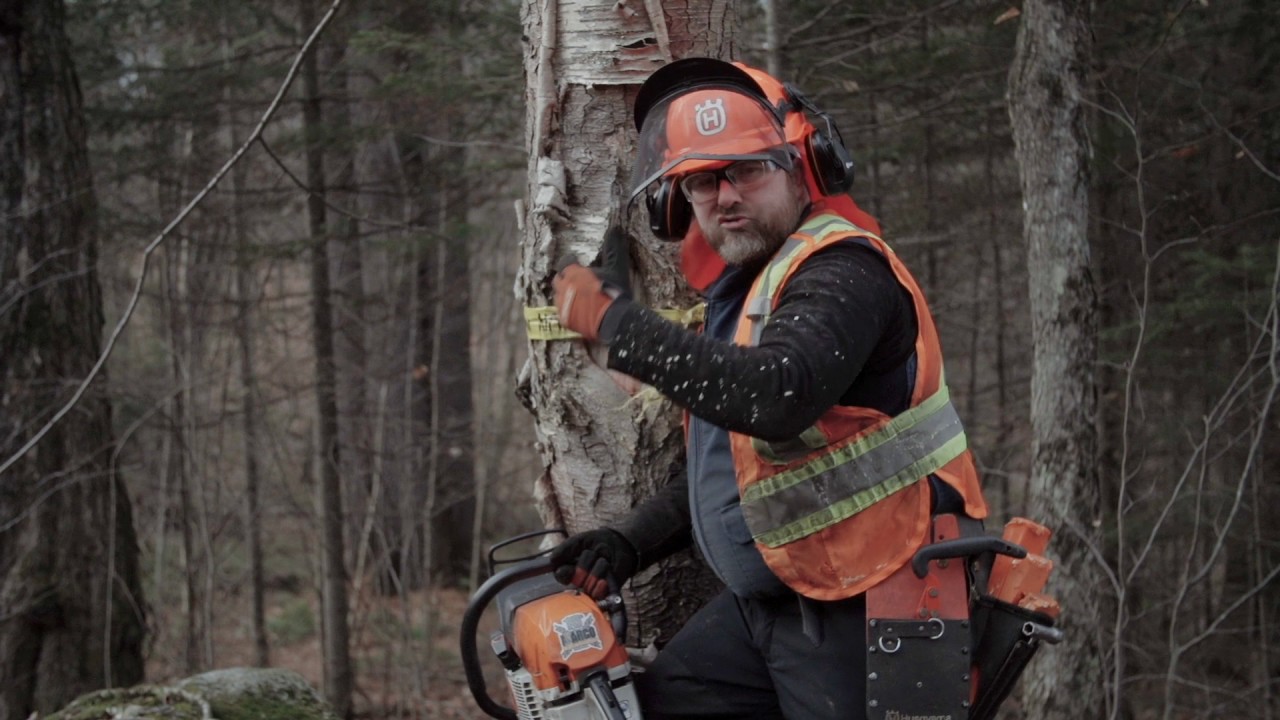 Comment abattre un arbre en toute sécurité et réduire les risques d'accident (FPFQ)
