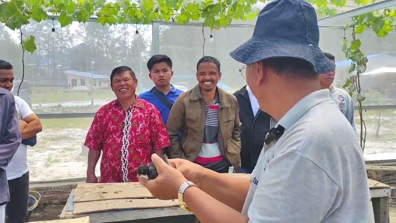 Pelatihan Ayam Organik HKBP Ress Tampahan di Perkampungan Jetun Silangit | Pdt. Rein Justin Gultom