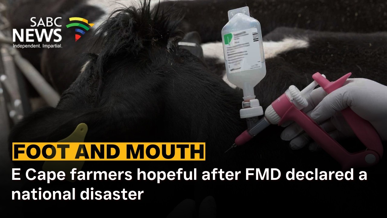 E Cape farmers hopeful after FMD  declared  a  national disaster