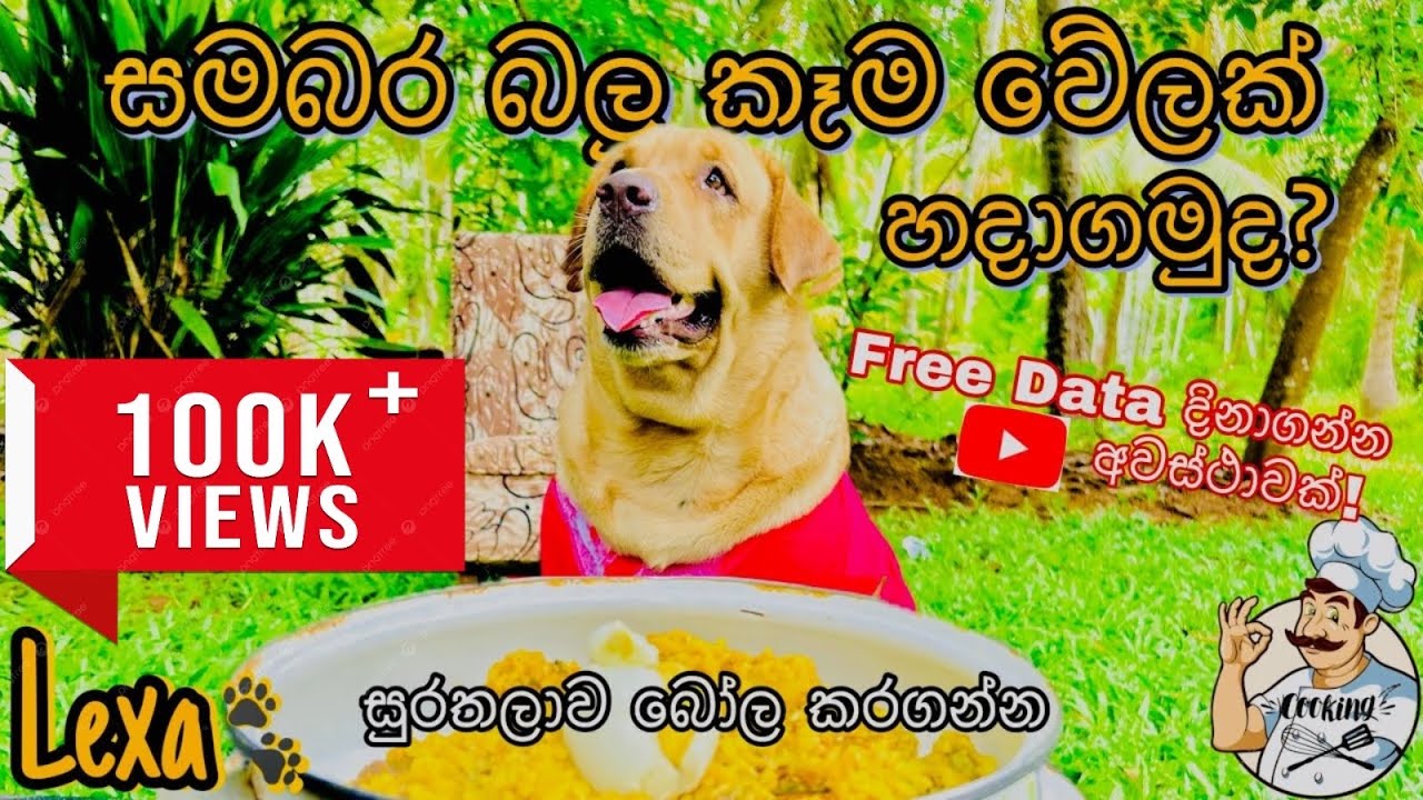 Labrador food