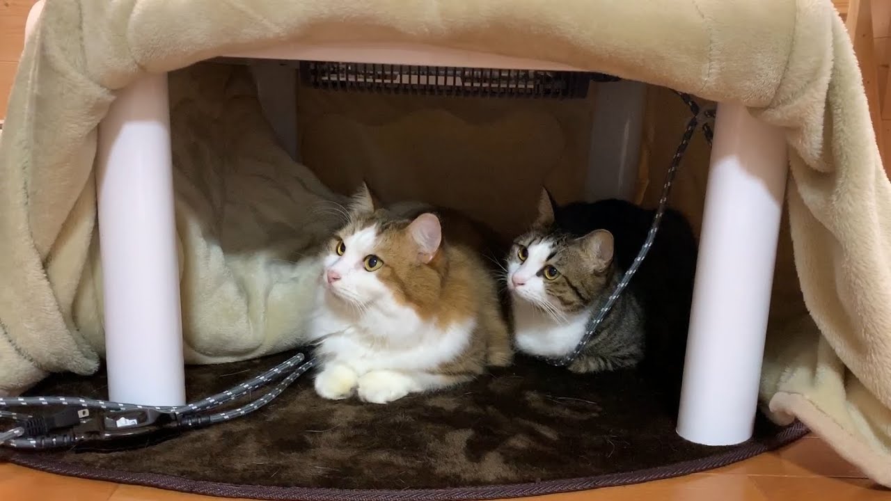 大きいコタツに次々と集まってくる猫