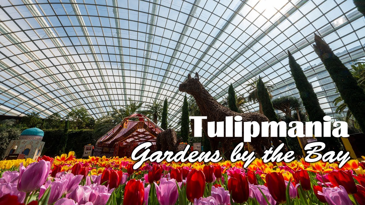 Tulipmania at Gardens by the Bay