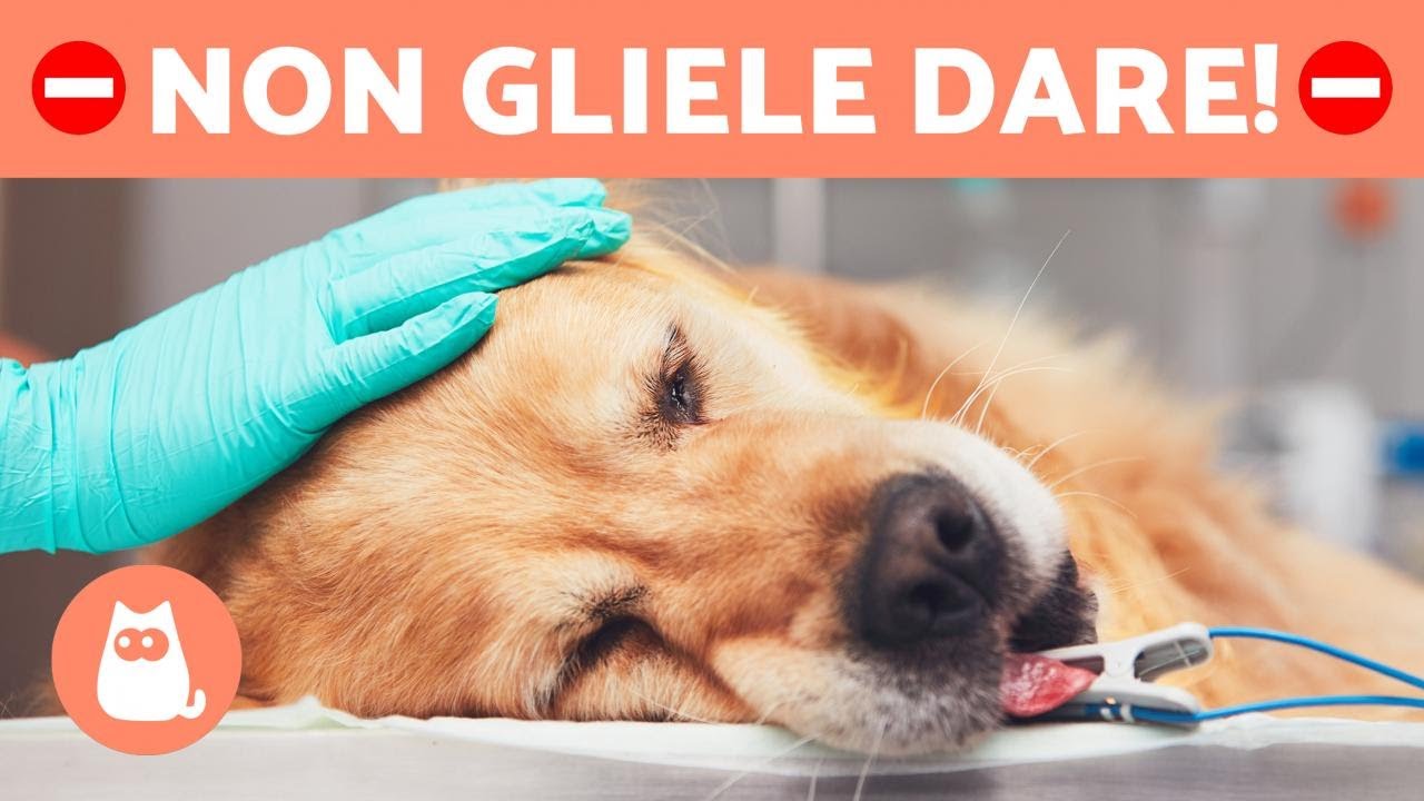 +10 COSE che possono UCCIDERE il CANE 🐶⚠️ E non lo sapevi!