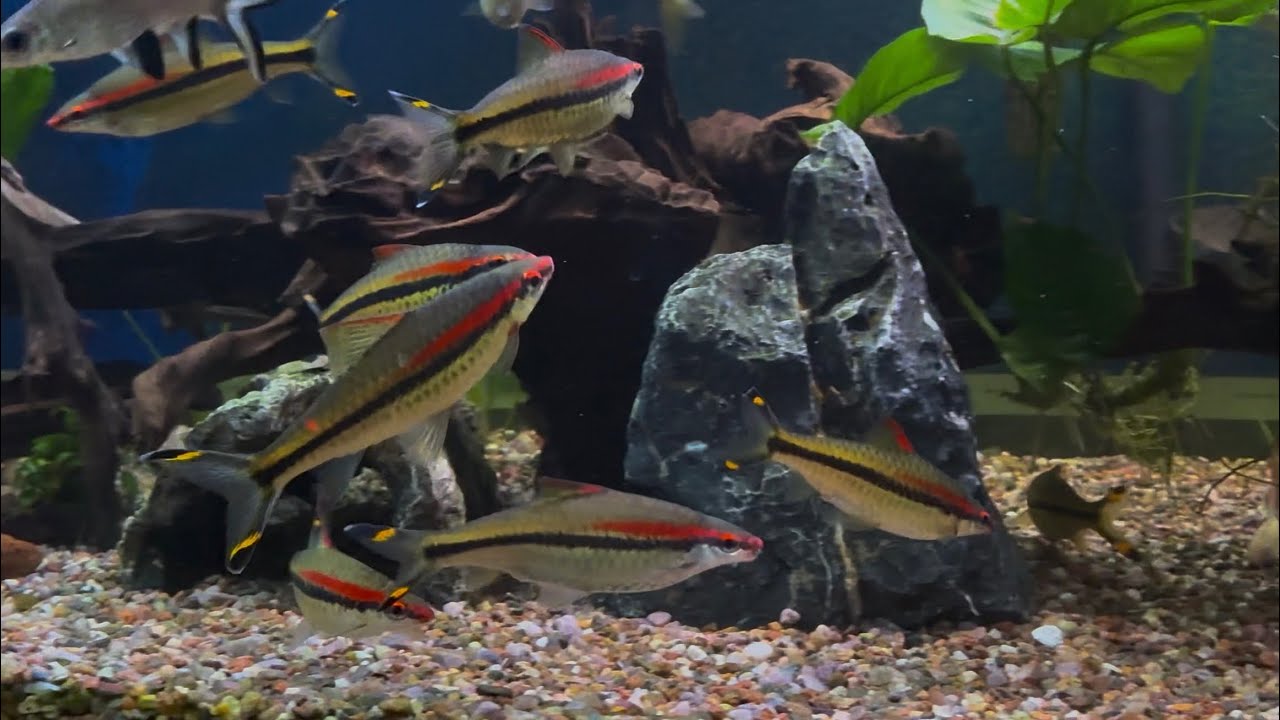 Big Denison Barbs Chasing Each Other 