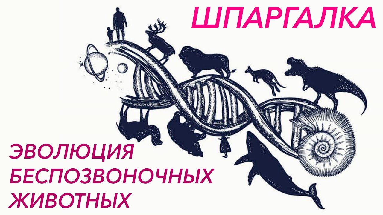 Шпаргалка 